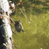 Un'altra tartaruga uccisa a Parco Due Giugno da un sasso scagliato dal ponticello e abbandonata senza vita nell'acqua del laghetto